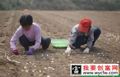 大蒜种植方法和技术