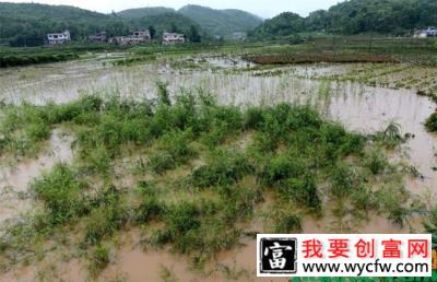 暴雨过后这些苗木怎么养护？