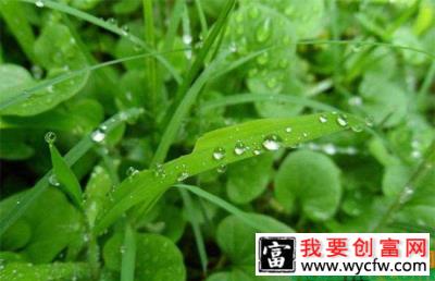 暴雨过后这些苗木怎么养护？