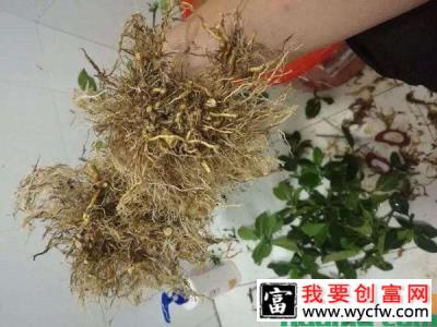 夏天栀子花出现这种黄叶要换盆