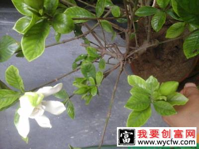 夏天栀子花出现这种黄叶要换盆