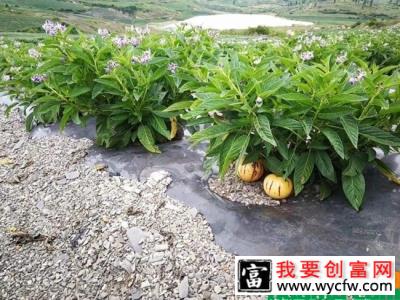 人参果的种植技术图片.jpg