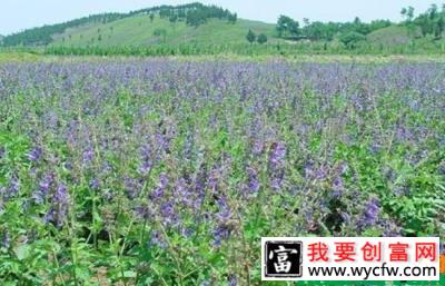 黄芩种植技术