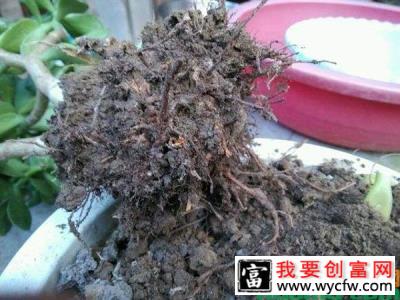 玉树烂根的拯救方法