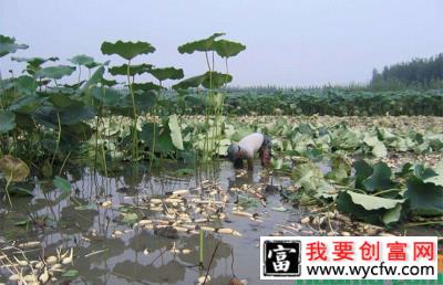 种植莲藕的市场前景