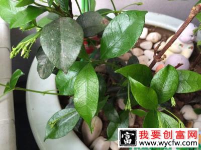 风车茉莉的养殖方法