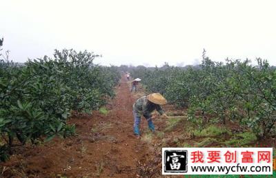 苗木生产要专注于“根干冠”