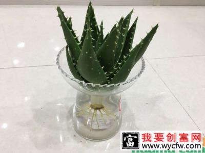 无根芦荟的水培方法