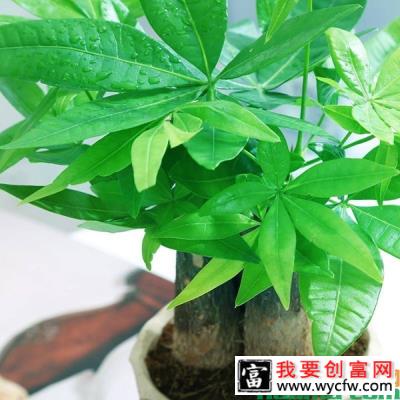 水培发财树生根以后怎样上盆？