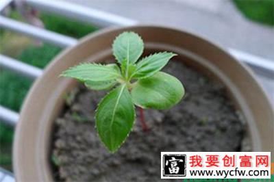 凤仙花的种植方法