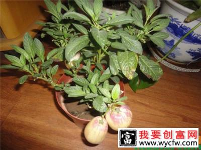 盆栽人参果种植方法.jpg