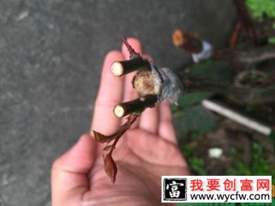 嫁接月季花怎样选择接穗？