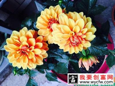 大丽花冬季怎么养能开花？