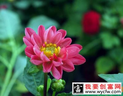 大丽花冬季怎么养能开花？