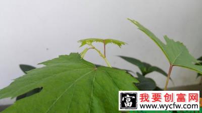 葡萄树副稍修剪方法