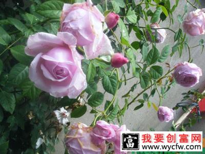 月季花这样养开花更多