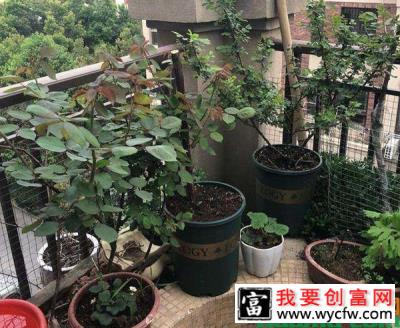 月季花这样养开花更多