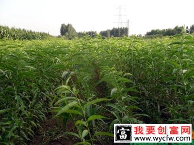 桃树苗种植方法