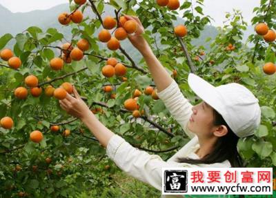 杏树病虫害及防治方法
