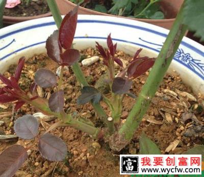 怎样通过修剪培养月季花笋芽？