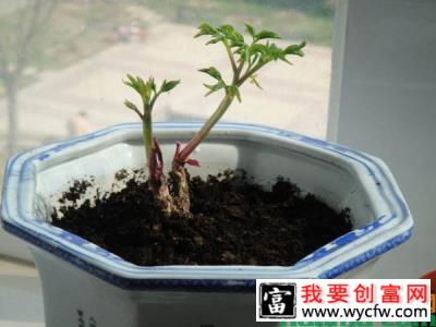 芍药小苗