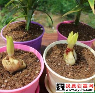 网购百合种球种植技术.jpg