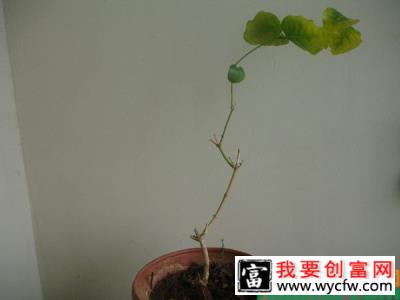 盆栽茉莉花修剪方法