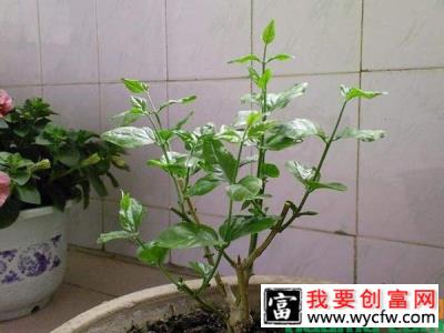 茉莉花这样养开花更多