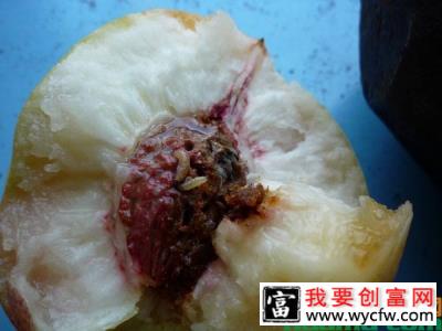 桃小食心虫防治方法