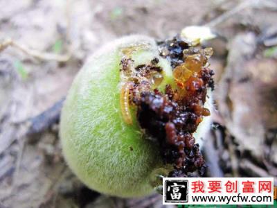 桃小食心虫防治方法