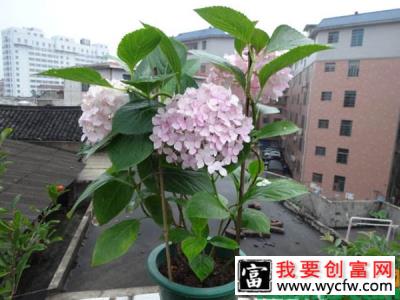 盆栽绣球花怎么养