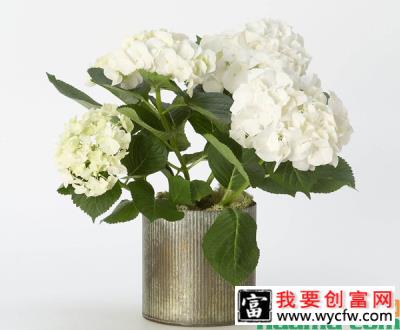 盆栽绣球花怎么养