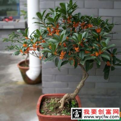 盆栽桂花树怎么养才能开花？