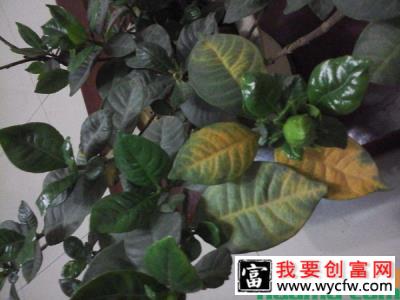 栀子花掉花苞怎么办？