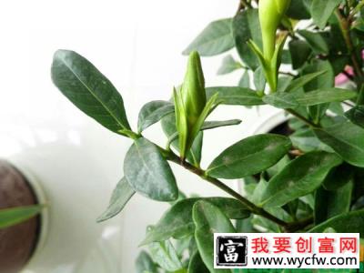 栀子花突然掉花苞是什么原因？