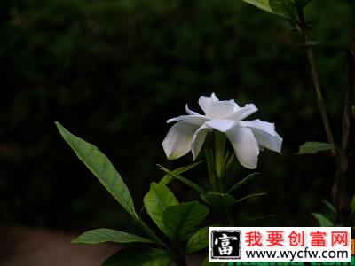 栀子花突然掉花苞是什么原因？