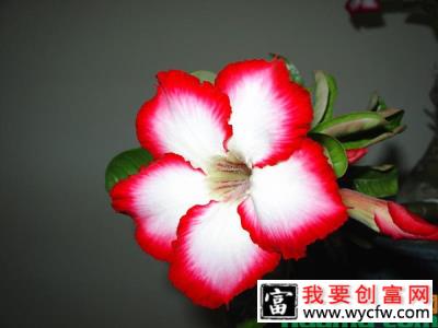 沙漠玫瑰的<a href=https://www.wycfw.com/yangzhi/ target=_blank class=infotextkey>养殖技术</a>