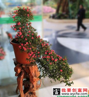 杜鹃花盆景怎么养可以多开花？