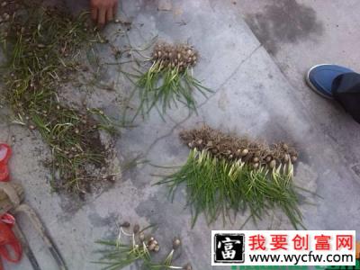 绵枣的种植技术