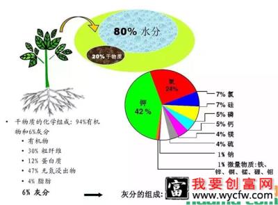 苗木施肥最全技巧，这些营养元素你都知道吗？