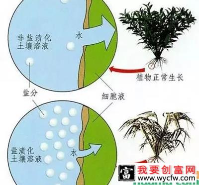 苗木施肥最全技巧，这些营养元素你都知道吗？