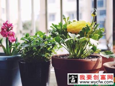 花毛茛为什么容易萎蔫？