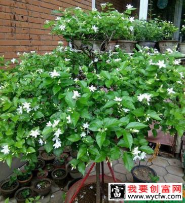 茉莉花怎么修剪变粗成树形？