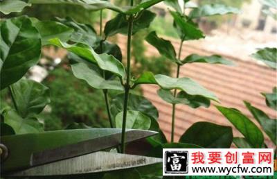 茉莉花怎么修剪变粗成树形？