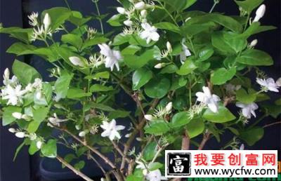 茉莉花怎么修剪变粗成树形？