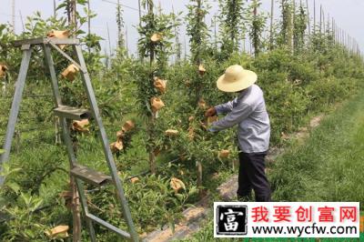 苹果套袋的技术方法