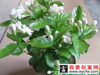 茉莉花花期短怎么办？怎样延长花期？