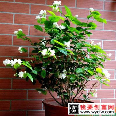 茉莉花花期短怎么办？怎样延长花期？