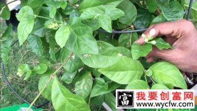 茉莉花花期短怎么办？怎样延长花期？