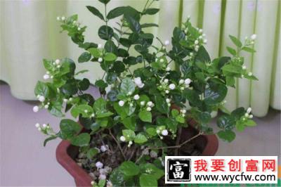 茉莉花花期短怎么办？怎样延长花期？